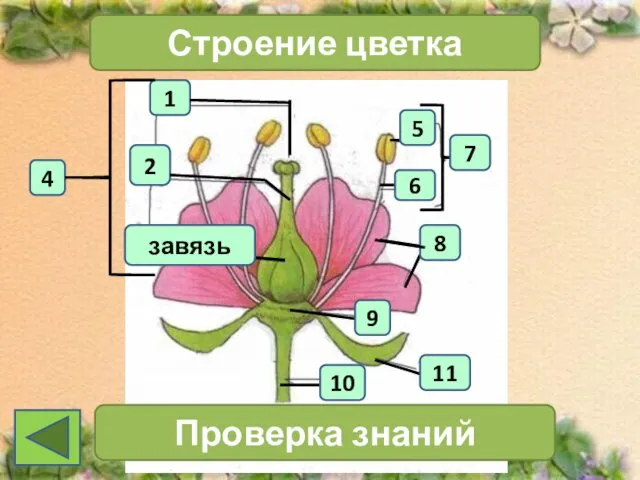 1 4 2 Строение цветка 7 Проверка знаний 11 10 6 5 8 9 завязь