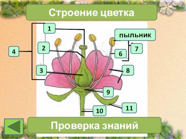 1 4 2 3 Строение цветка 7 Проверка знаний 11 10 6 пыльник 8 9