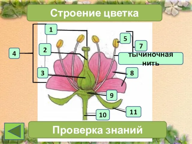 1 4 2 3 Строение цветка 7 Проверка знаний 11 10 тычиночная нить 5 8 9