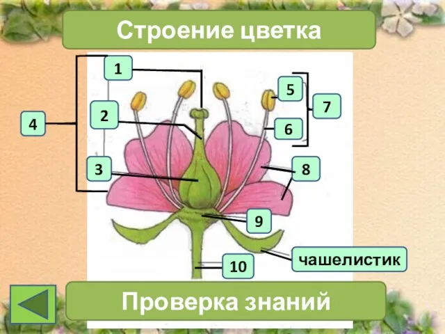 1 4 2 3 Строение цветка 7 Проверка знаний чашелистик 10 6 5 8 9