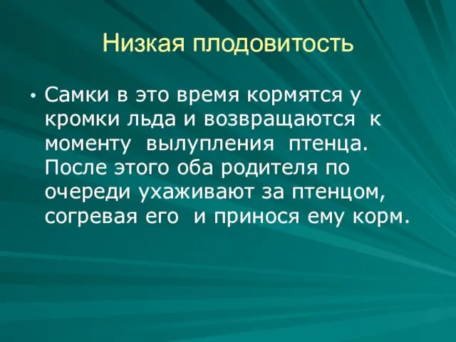 Низкая плодовитость Самки в это время кормятся у кромки льда и