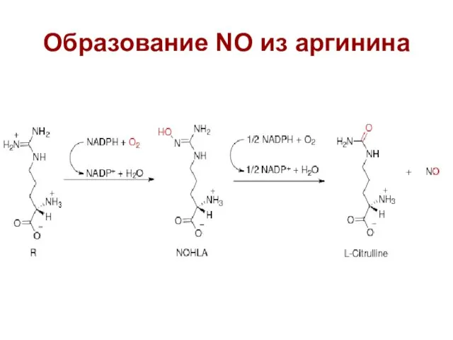 Образование NO из аргинина