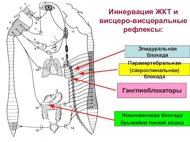 Иннервация ЖКТ и висцеро-висцеральные рефлексы: Эпидуральная блокада Паравертебральная (сакроспинальная) блокада Ганглиоблокаторы Новокаиновая блокада брыжейки тонкой кишки