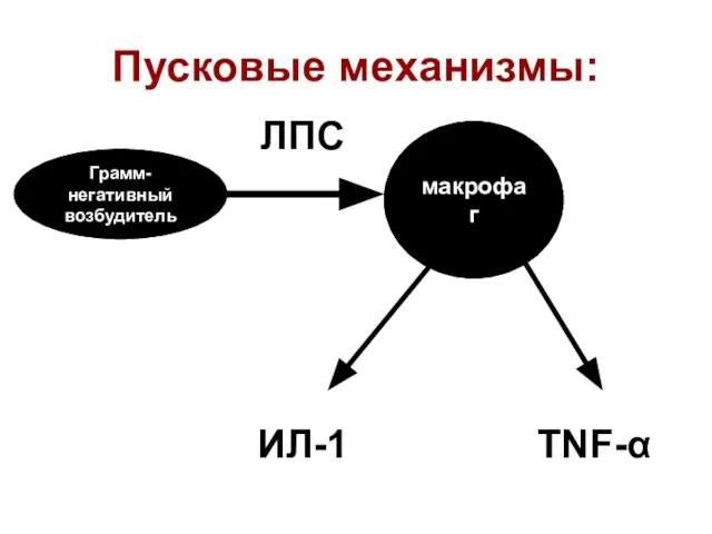 Пусковые механизмы: Грамм-негативный возбудитель макрофаг ИЛ-1 TNF-α ЛПС