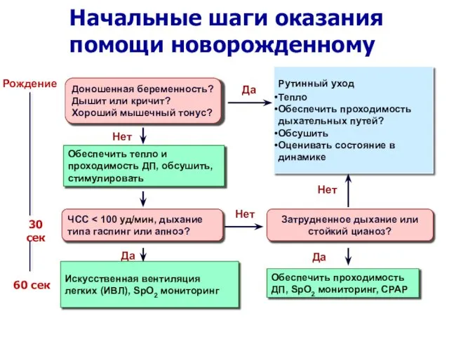 Начальные шаги оказания помощи новорожденному Рождение Доношенная беременность? Дышит или кричит?