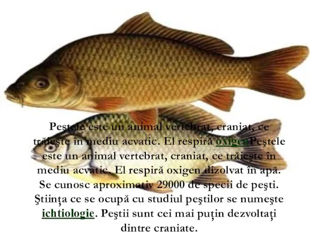 Peştele este un animal vertebrat, craniat, ce trăieşte în mediu acvatic.