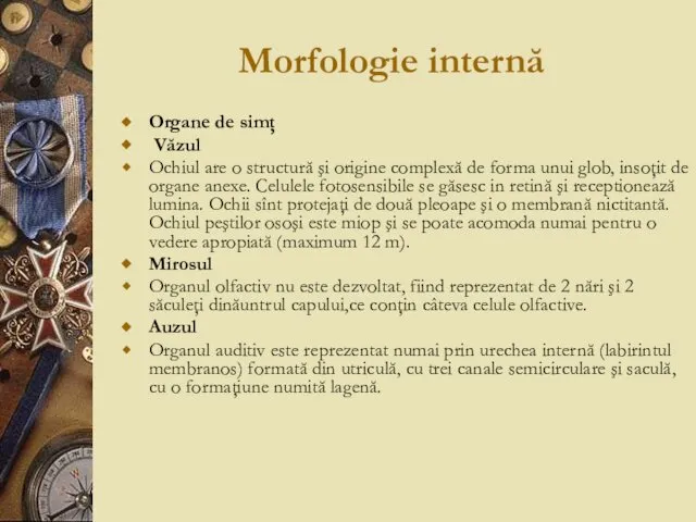 Morfologie internă Organe de simţ Văzul Ochiul are o structură şi