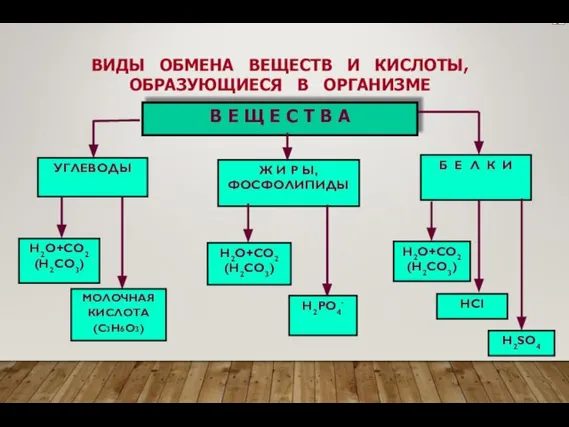 ВИДЫ ОБМЕНА ВЕЩЕСТВ И КИСЛОТЫ, ОБРАЗУЮЩИЕСЯ В ОРГАНИЗМЕ В Е Щ