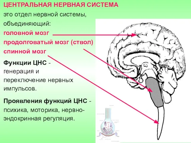 ЦЕНТРАЛЬНАЯ НЕРВНАЯ СИСТЕМА это отдел нервной системы, объединяющий: головной мозг продолговатый