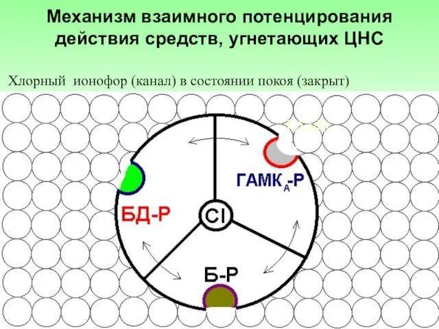 Механизм взаимного потенцирования действия средств, угнетающих ЦНС ГАМК Хлорный ионофор (канал) в состоянии покоя (закрыт)