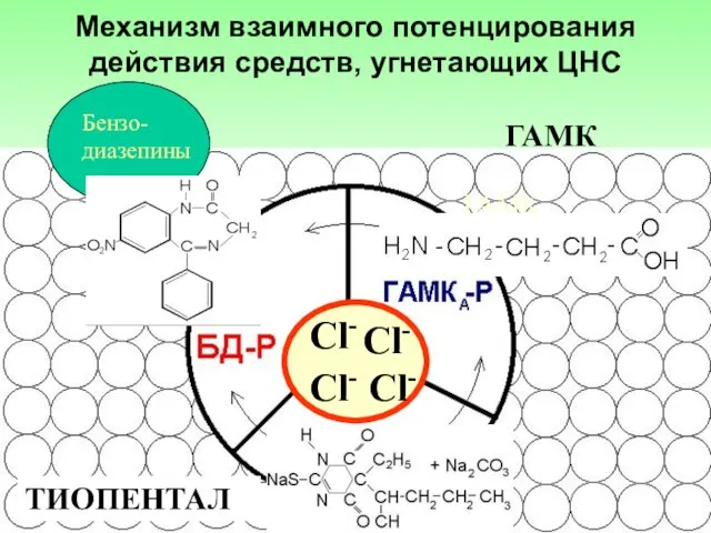 ГАМК ГАЛОТАН ГАМК ТИОПЕНТАЛ Сl- Сl- Сl- Сl- Механизм взаимного потенцирования действия средств, угнетающих ЦНС Бензо-диазепины