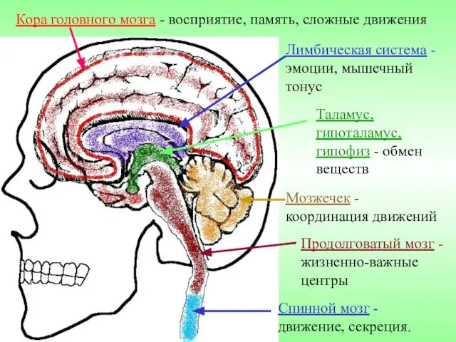 Кора головного мозга - восприятие, память, сложные движения Лимбическая система -