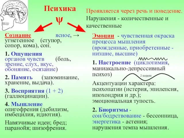 Психика Проявляется через речь и поведение. Нарушения - количественные и качественные