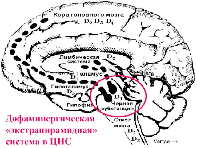 Дофаминергическая «экстрапирамидная» система в ЦНС Vertae →