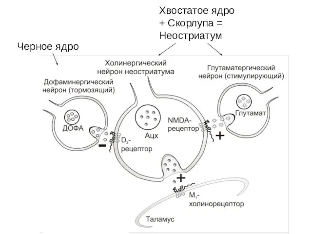 Хвостатое ядро + Скорлупа = Неостриатум Черное ядро