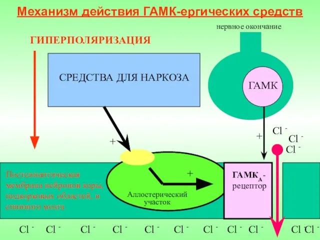 Механизм действия ГАМК-ергических средств ГАМК нервное окончание Сl - ГАМКА-рецептор +