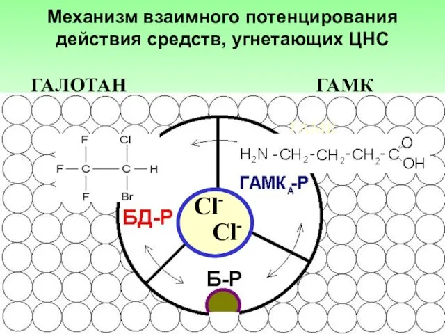ГАМК Сl- ГАЛОТАН ГАМК Механизм взаимного потенцирования действия средств, угнетающих ЦНС Сl-