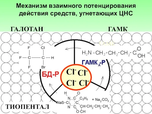 ГАМК ГАЛОТАН ГАМК ТИОПЕНТАЛ Сl- Сl- Сl- Сl- Механизм взаимного потенцирования действия средств, угнетающих ЦНС