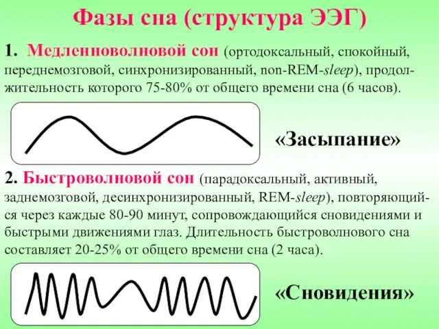 Фазы сна (структура ЭЭГ) 1. Медленноволновой сон (ортодоксальный, спокойный, переднемозговой, синхронизированный,