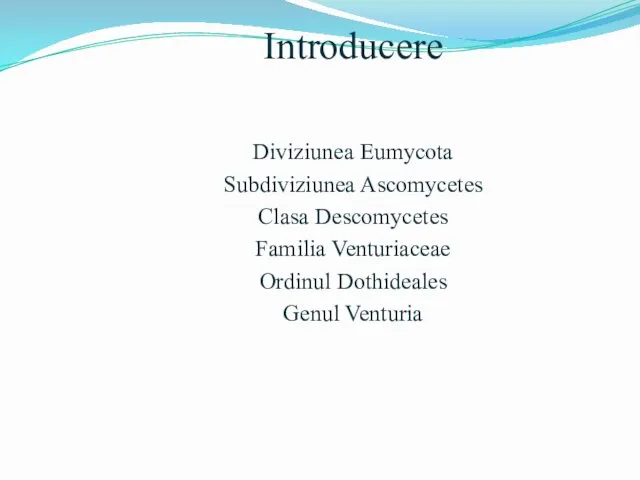 Introducere Diviziunea Eumycota Subdiviziunea Ascomycetes Clasa Descomycetes Familia Venturiaceae Ordinul Dothideales Genul Venturia