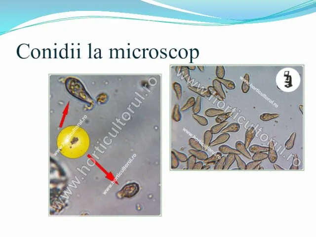 Conidii la microscop