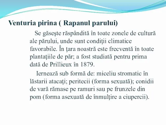 Venturia pirina ( Rapanul parului) Se găseşte răspândită în toate zonele