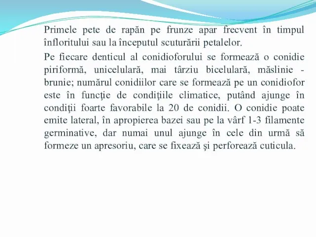 Primele pete de rapăn pe frunze apar frecvent în timpul înfloritului