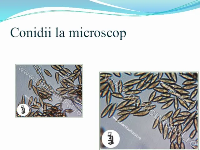 Conidii la microscop