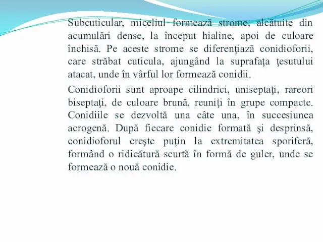 Subcuticular, miceliul formează strome, alcătuite din acumulări dense, la început hialine,