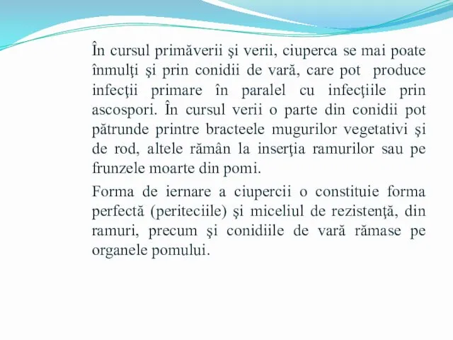 În cursul primăverii şi verii, ciuperca se mai poate înmulţi şi