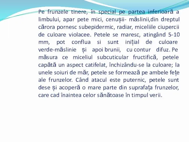 Pe frunzele tinere, în special pe partea inferioară a limbului, apar