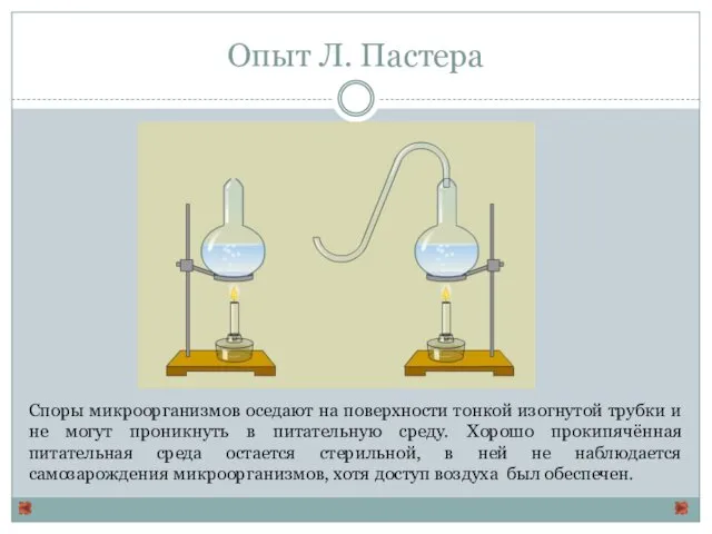 Опыт Л. Пастера Споры микроорганизмов оседают на поверхности тонкой изогнутой трубки