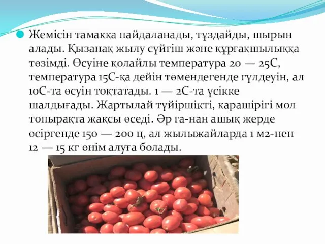 Жемісін тамаққа пайдаланады, тұздайды, шырын алады. Қызанақ жылу сүйгіш және құрғақшылыққа