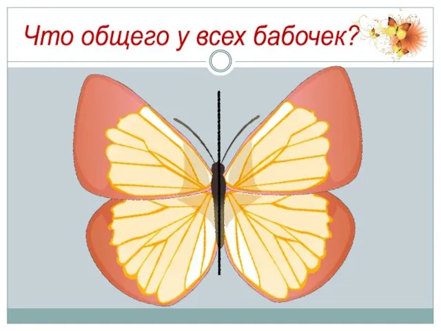 Что общего у всех бабочек?