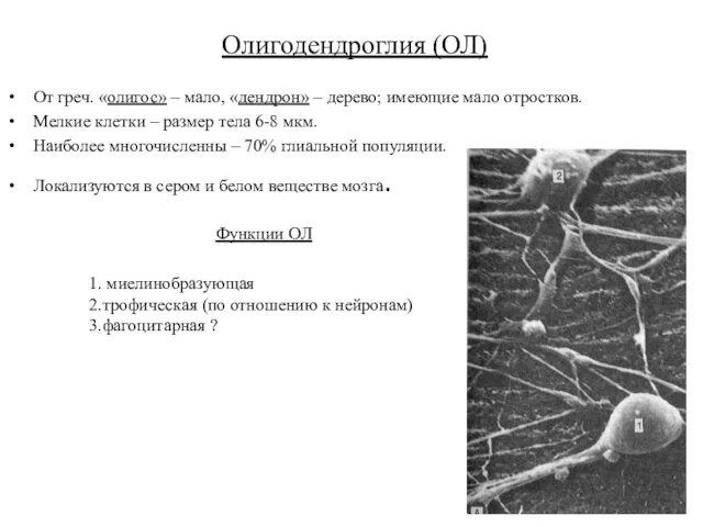Олигодендроглия (ОЛ) От греч. «олигос» – мало, «дендрон» – дерево; имеющие