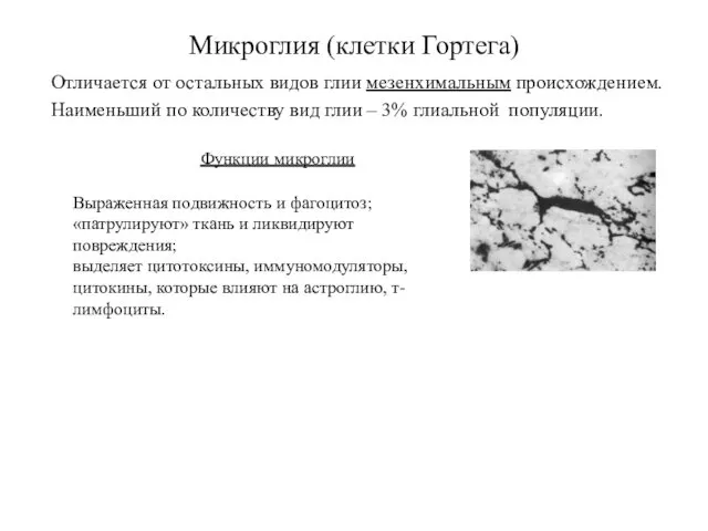 Микроглия (клетки Гортега) Отличается от остальных видов глии мезенхимальным происхождением. Наименьший