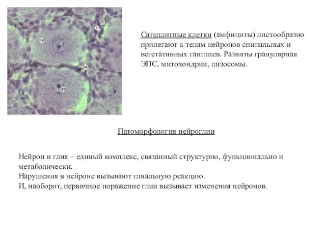 Сателлитные клетки (амфициты) листообразно прилегают к телам нейронов спинальных и вегетативных
