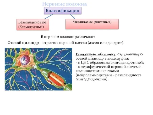 Классификация Безмиелиновые (безмякотные) Миелиновые (мякотные) Нервные волокна В нервном волокне различают: