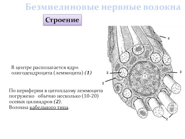 По периферии в цитоплазму леммоцита погружено обычно несколько (10-20) осевых цилиндров