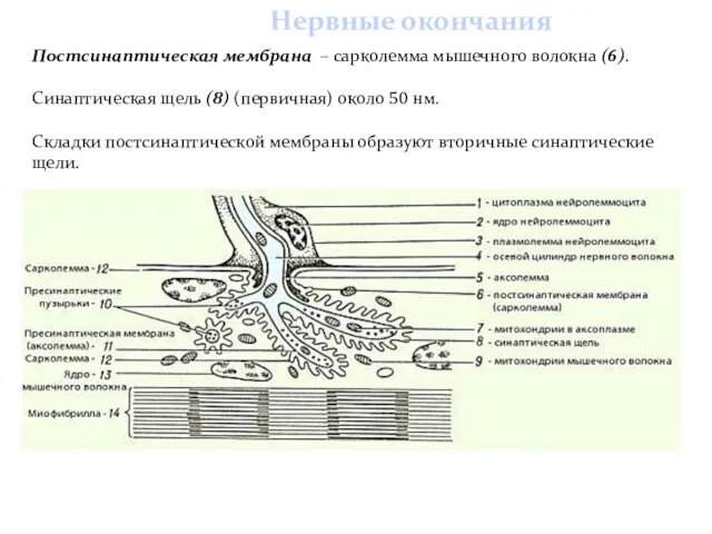 Постсинаптическая мембрана – сарколемма мышечного волокна (6). Синаптическая щель (8) (первичная)