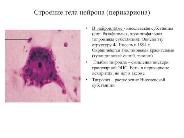 Строение тела нейрона (перикариона) В нейроплазме - нисслевская субстанция (син. базофильная,