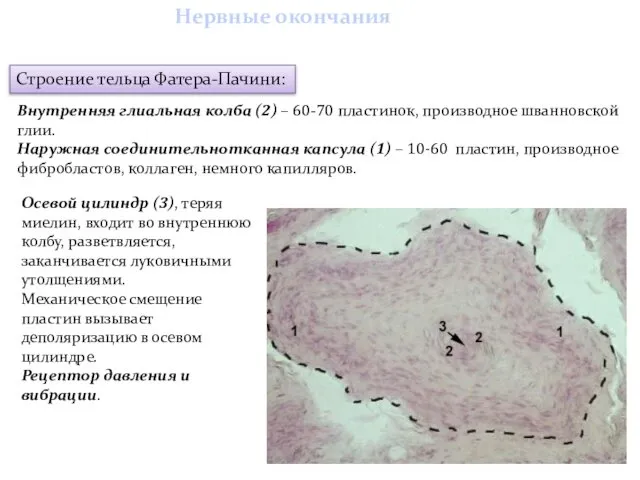 Нервные окончания Строение тельца Фатера-Пачини: Внутренняя глиальная колба (2) – 60-70