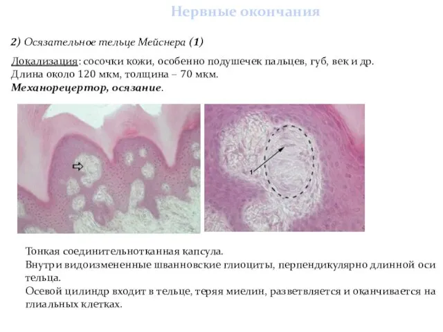 Нервные окончания 2) Осязательное тельце Мейснера (1) Локализация: сосочки кожи, особенно