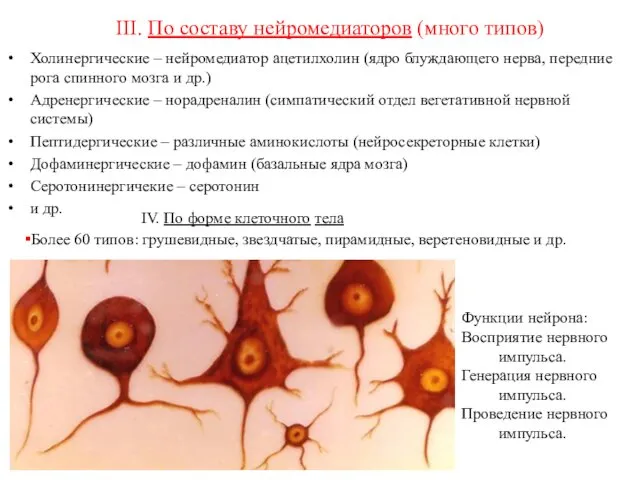 III. По составу нейромедиаторов (много типов) Холинергические – нейромедиатор ацетилхолин (ядро