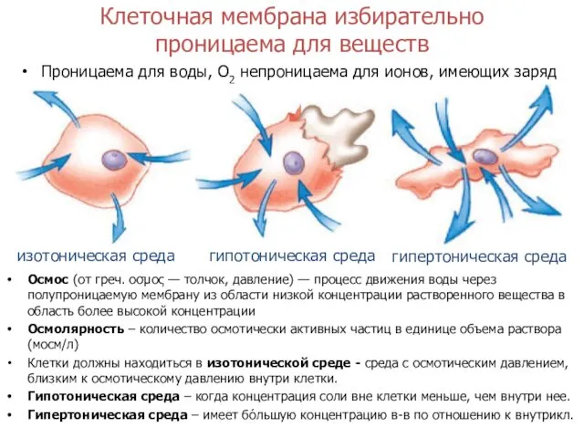 Клеточная мембрана избирательно проницаема для веществ Проницаема для воды, О2 непроницаема