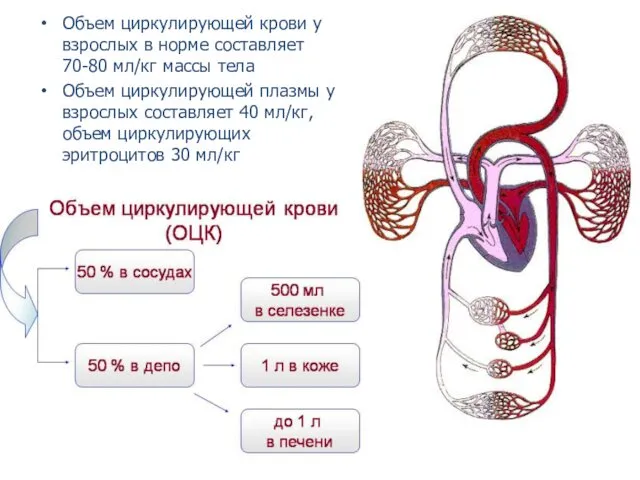 Объем циркулирующей крови у взрослых в норме составляет 70-80 мл/кг массы