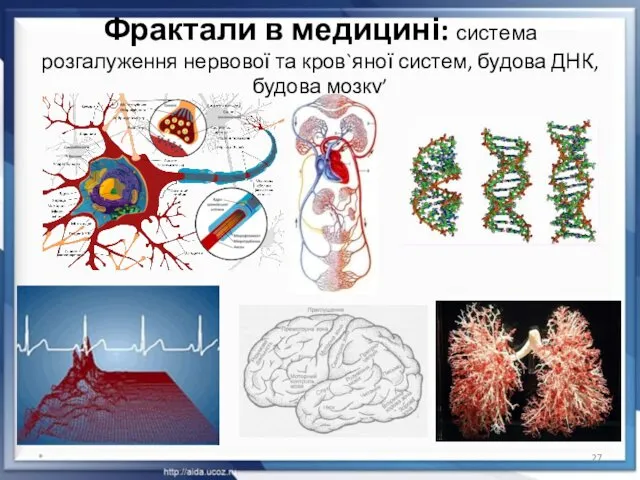 Фрактали в медицині: система розгалуження нервової та кров`яної систем, будова ДНК, будова мозку’ *
