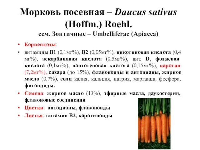 Морковь посевная – Daucus sativus (Hoffm.) Roehl. сем. Зонтичные – Umbelliferae