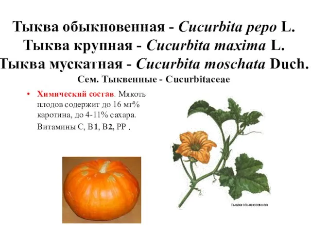 Тыква обыкновенная - Cucurbita pepo L. Тыква крупная - Cucurbita maxima