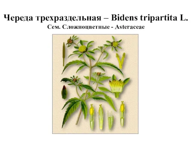 Череда трехраздельная – Bidens tripartita L. Сем. Сложноцветные - Asteraceae